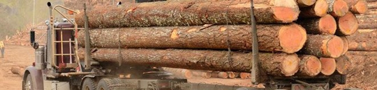Logs