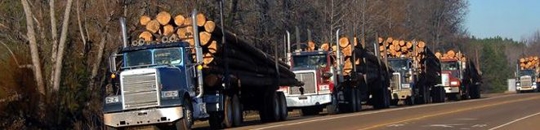 Log trucks on a road